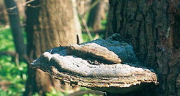 Дървесна гъба