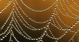 Паяджина в росна утрин