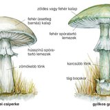 Az erdei csiperke és a gyilkos galóca