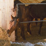 Кон яде слама