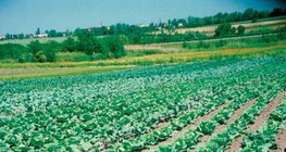 Земя, засята със зеле