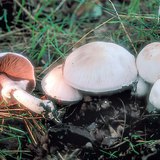 Горска печурка