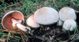 Горска печурка