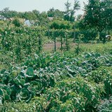 Съчетаване на растения