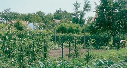 Съчетаване на растения