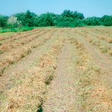 Накосена люцерна