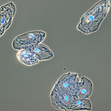 Cells of the mucosa lining the human mouth