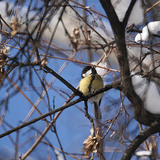 Голям синигер