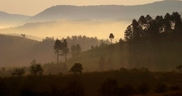 Мъглива утрин