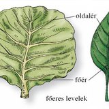 A fejes káposzta és a paprika levele