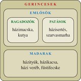 Ábra: Gerincesek: emlősök, madarak