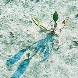 Цъфтеж в солена почва