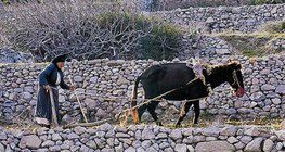 Селско стопанство на територията на Средиземноморието