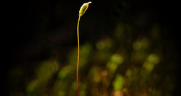 Мъхово растение със спороносна кутийка