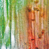 Надлъжен разрез на растителна проводяща тъкан (стъбло от тиква)