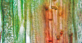 Надлъжен разрез на растителна проводяща тъкан (стъбло от тиква)