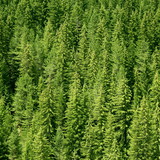 Борова гора