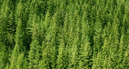 Борова гора