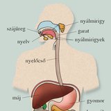 Az emésztőrendszer szervei