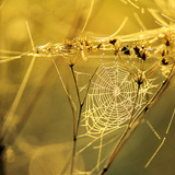 Паяджина в росна утрин