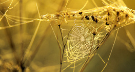 Паяджина в росна утрин