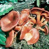 Горчива миризливка