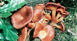 Горчива миризливка