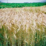 Пшенични класове