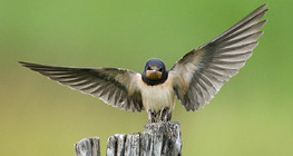 Селска лястовица