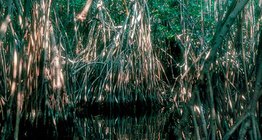 Мангрово блато