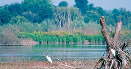 Киш Балатон