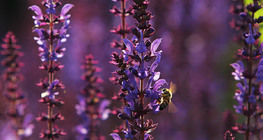 Пчела върху ливаден конски босилек