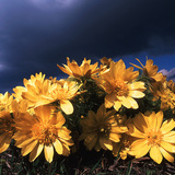 Трансилвански горицвет