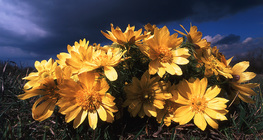 Трансилвански горицвет