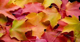 Есенни листа