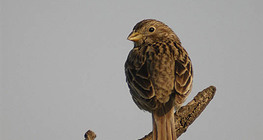 Домашно врабче (женска птица)