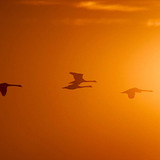 Летящи птици, облени в слънчева светлина