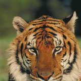 Бенгалски тигър