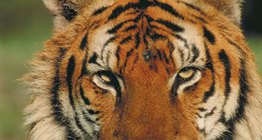 Бенгалски тигър