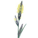 Морски орел