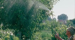 Пръскане със сок от коприва