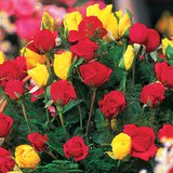 Пъстри цветя