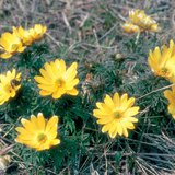 Трансилвански горицвет