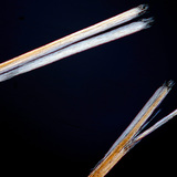 Цъфтящи краища на коса