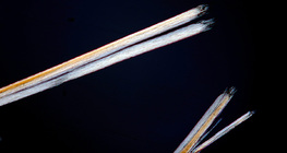 Цъфтящи краища на коса