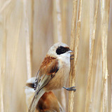 Торбогнезд синигер