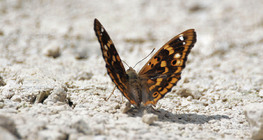 Малка ирисова пеперуда