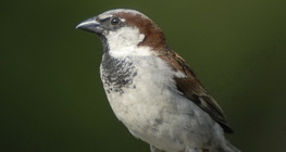 Домашно врабче