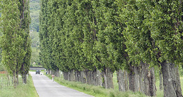 Крайпътни черни тополи