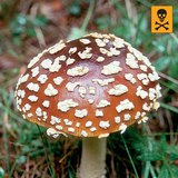 Червена мухоморка